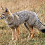 A gray fox — good at climbing trees.