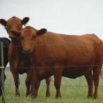 Keep cattle in proper condition and also provide a good mineral supplement.