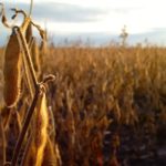 Group seeking soybean processor