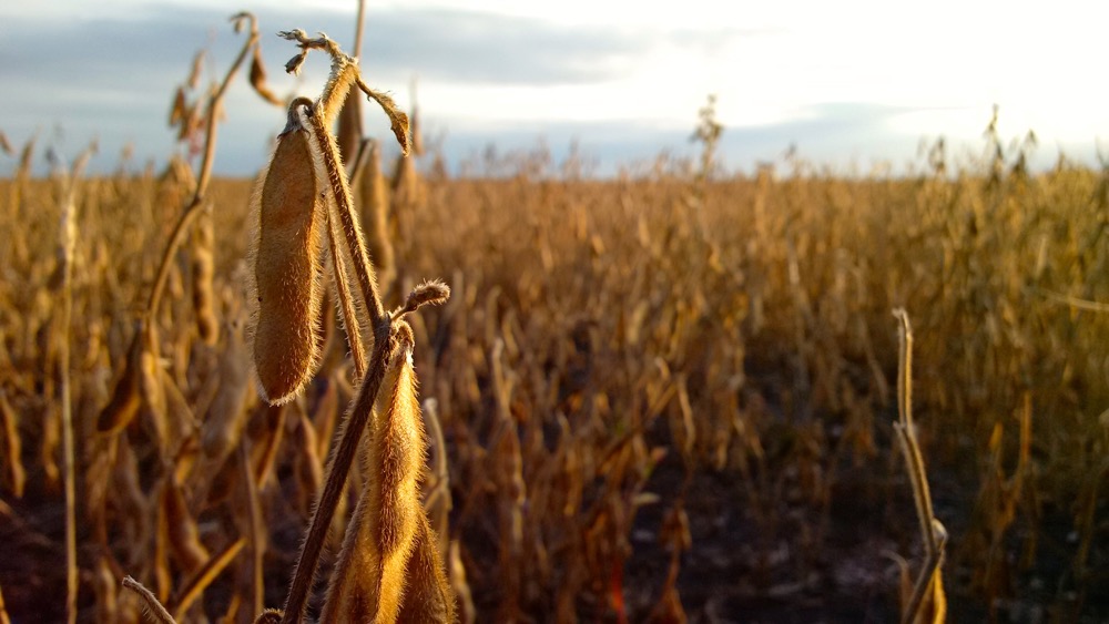 Group seeking soybean processor