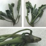 The canola plants were wilted, with roots that came to a gentle point.
These damaged plants were randomly distributed throughout the field.
