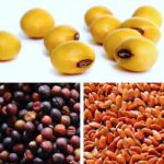 New oilseed and soybean varieties for 2018