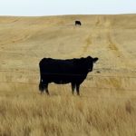It is important that this south Saskatchewan cow and all bred females that may be out on dry grass or crop residue in late fall, be supplied with proper nutrients to keep their unborn calves healthy and growing.