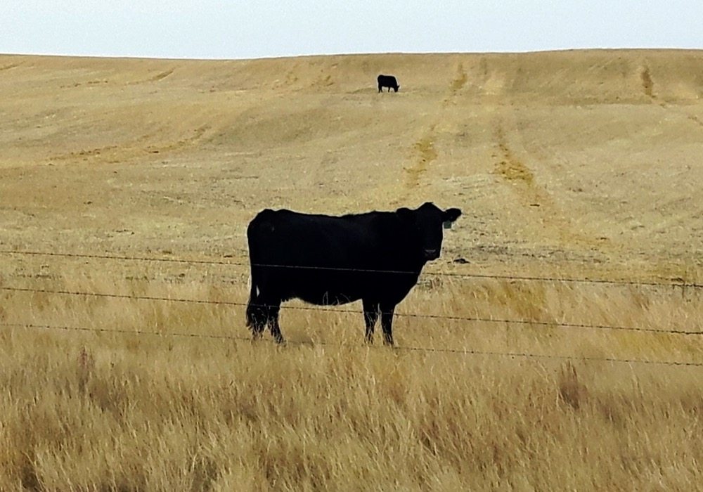 It is important that this south Saskatchewan cow and all bred females that may be out on dry grass or crop residue in late fall, be supplied with proper nutrients to keep their unborn calves healthy and growing.