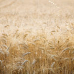 New cereal seed varieties for 2018
