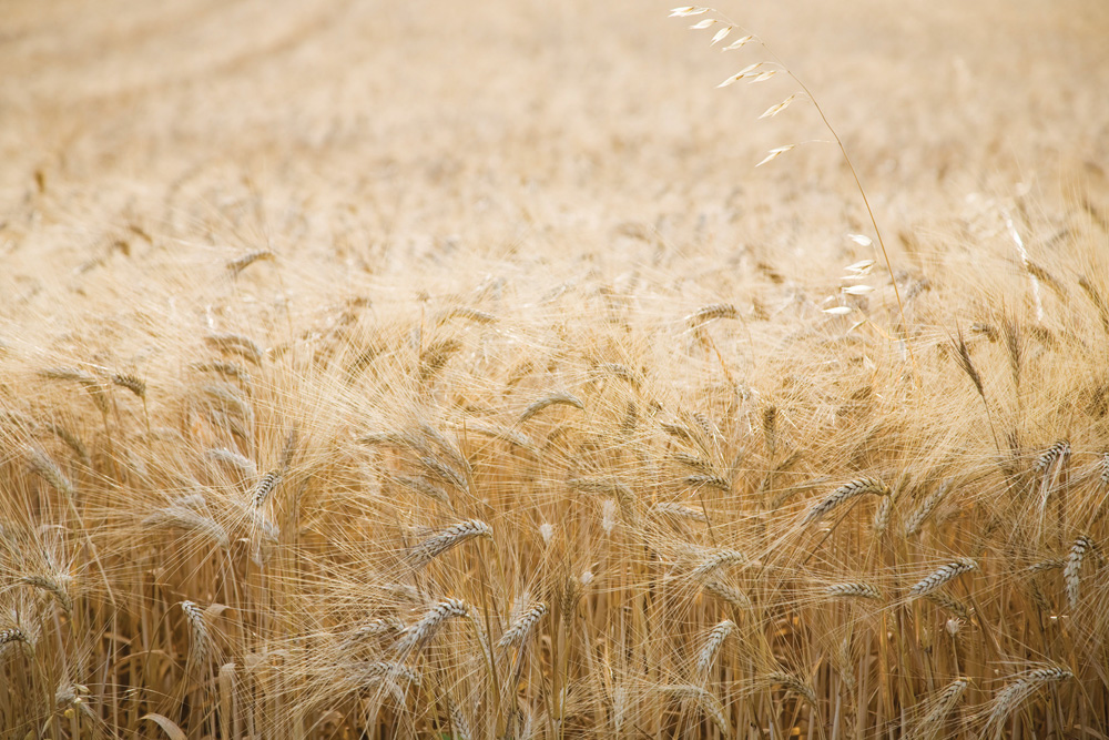 New cereal seed varieties for 2018