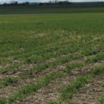 When compared with the other two, the plants in the third field were visibly stressed — slower growing, smaller and paler in colour.
