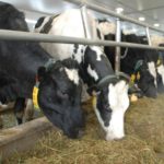 Proper rations can help prevent (and correct) deficiencies which can lead to milk fever.