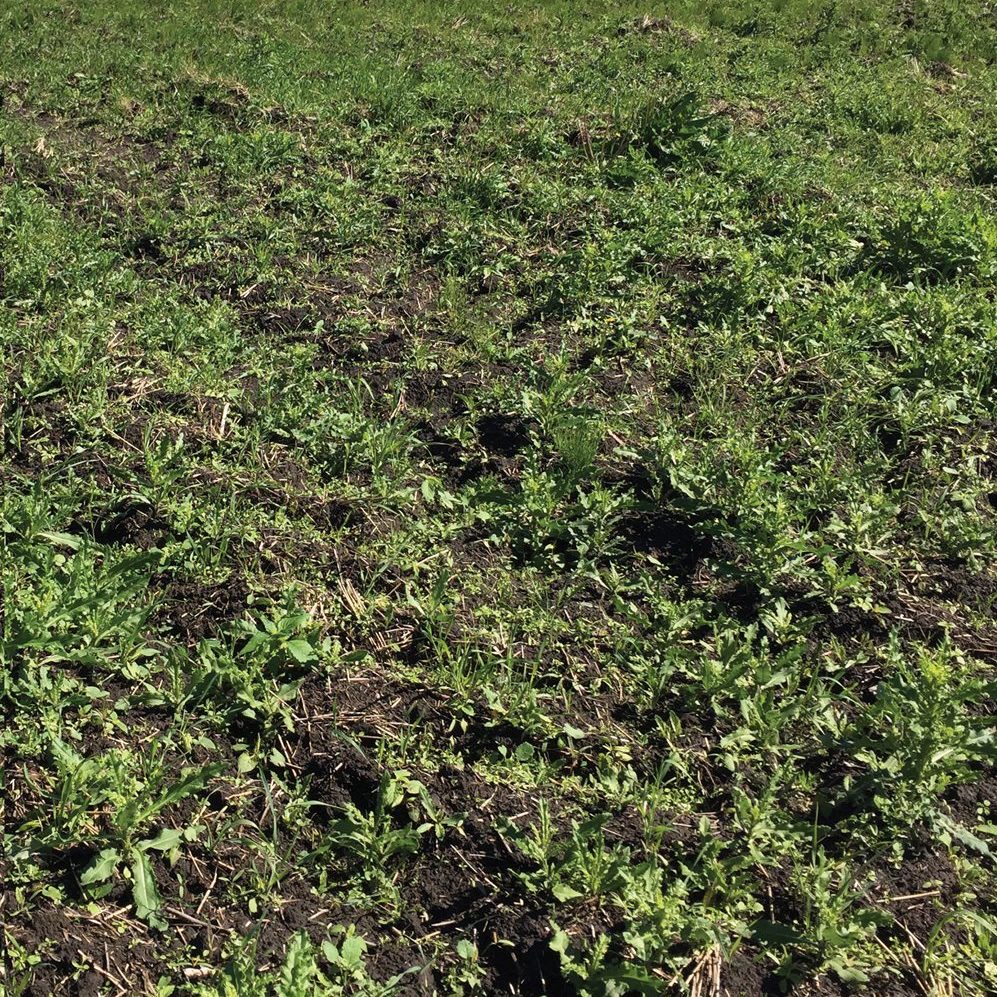Although there was lots of green in the field, some areas were patchy where the plant stand was thin. In other spots, entire rows were missing plants. There was no obvious pattern. 