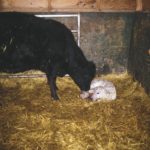 Calving problems have been greatly reduced on modern cow-calf operations, but a producer still needs to be ready for every situation.