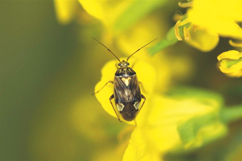 Lygus bugs: know when to spray them
