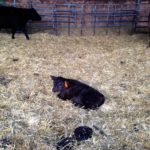 This is one example of a creep area. The metal panels can be moved to change the size of the well bedded creep area. Smaller (calf-size) access points have been created at the front to let calves enter, but keep cows out.