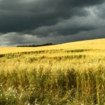 Is private crop insurance a fit for your farm?