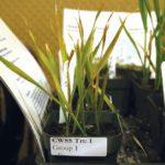 Tame oats exposed to Axial, a Group 1 herbicide. Susceptible plants yellow and die after being exposed to a Group 1 herbicide.