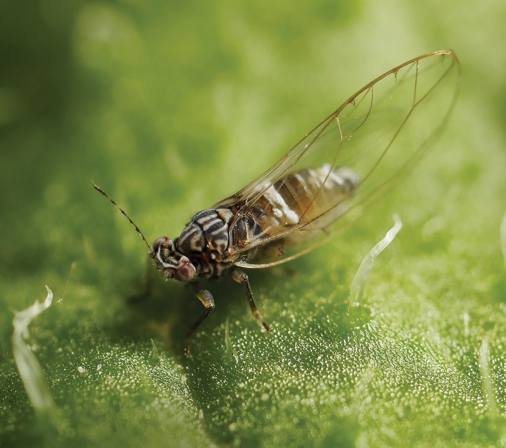 Small numbers of potato psyllids were found in Alberta between 2015 and 2017. The insect was found in Saskatchewan and Manitoba in 2016.