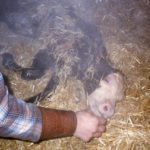 Prodding the inside of a nostril with a straw is one trick that may stimulate a calf to breathe.