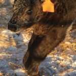 Contracted tendons (knuckling over) in calf