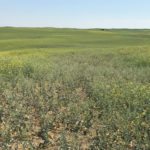 The plants in the unaffected areas were showing typical drought symptoms, such as pale colouring, shorter stature, minimal plant branching, and trace pod abortion throughout.