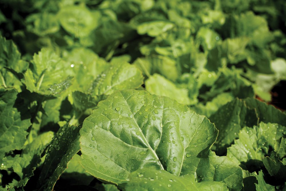 Water Use Efficiency (WUE) and your crop