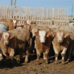 There are several factors in the market that can be used to make decisions, for example,
of whether to sell or background calves.