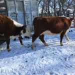 Five good bred heifers from River Bridge Herefords are the foundation of a growing beef herd.