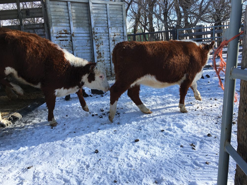 Five good bred heifers from River Bridge Herefords are the foundation of a growing beef herd.
