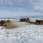 Give cattle some feeding area options with plenty of space.