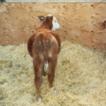 Calf bloated due to bacteria toxicity.