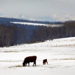 Of the four essential nutrients consumed by beef cows, energy is needed in the greatest amount during the immediate months after calving.