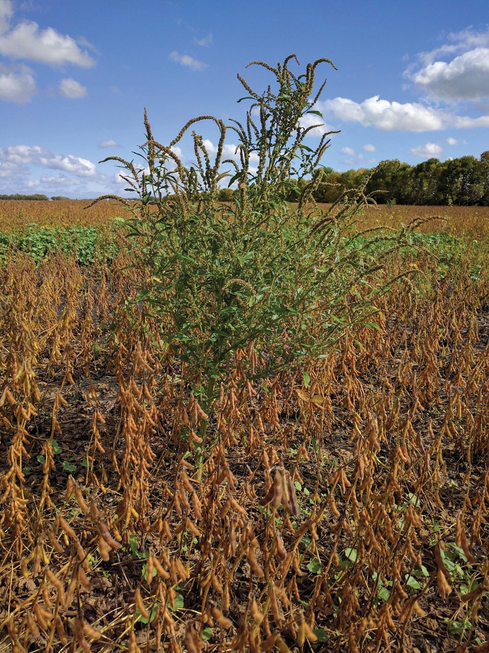Because it’s a new weed, probably the first thing growers will notice is stray weeds sitting above the crop canopy.