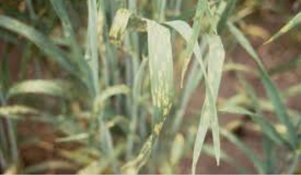 The yellow spots and chlorosis (yellowing leaf tissue) developed shortly after emergence during the plants’ vegetative phase.