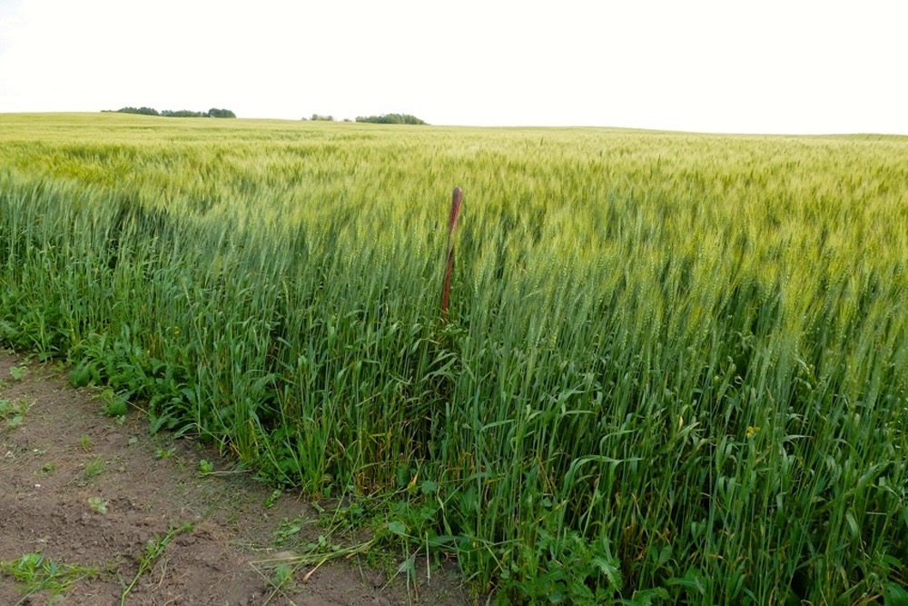 August 1, 2014, the crop looked great.