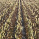 From the road, the crop had a purplish tinge to it. Although they appeared consistently throughout the field, the symptoms were more pronounced in drier areas, such as hilltops.