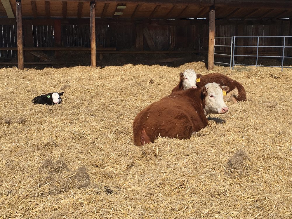 Wheat straw can help keep cows full