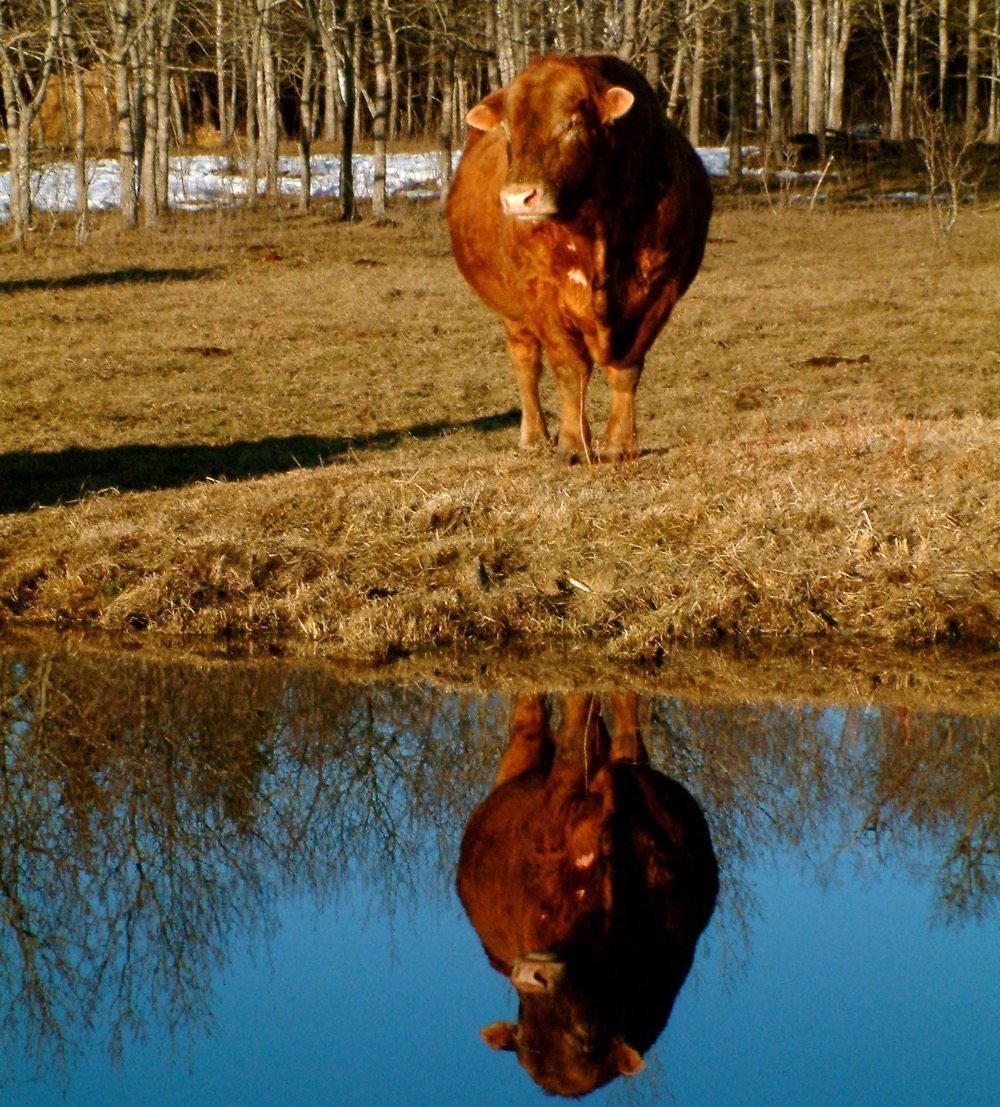Pasture water quality for cows