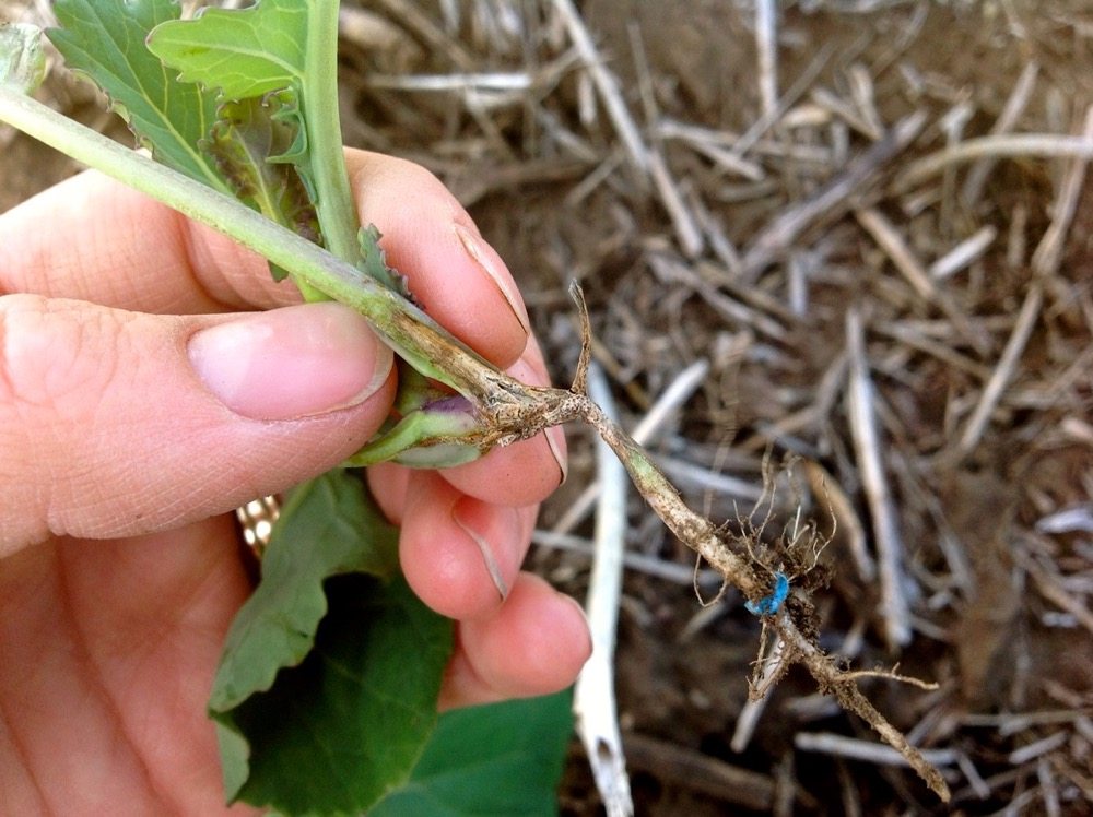 blackleg in canola