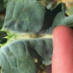 Brent called in early July about his canola crop after he found insect feeding damage on the plants’ leaves and oldest pods.