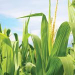 Corn diseases to watch for this season