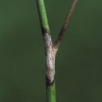 Bayer’s Zone Spray is currently set up to help target sclerotinia in canola, but there are plans to incorporate other crop and disease combinations in the future.