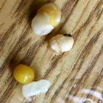 Seed coat damage has occurred in this photo. After the seed was soaked for two minutes in room temperature water, the seed coat is coming off, or is in the process of coming off.