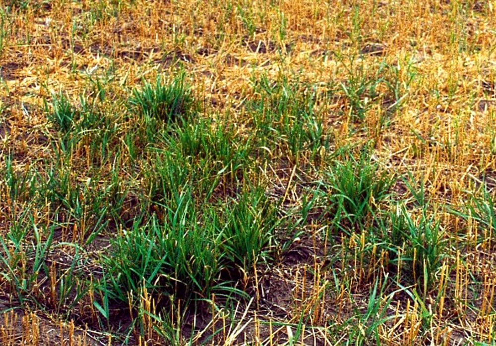 Fall quackgrass growth.