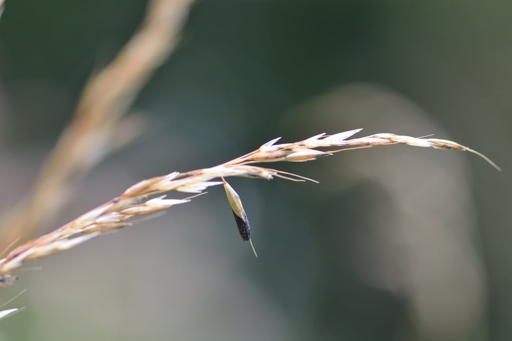 When we have years with lots of ergots, we have higher levels of wheat midge.