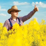 Looking for disaster yellows