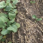 Plant density was low in some areas. The plants in these patchy regions were also much smaller than those in the rest of the field.