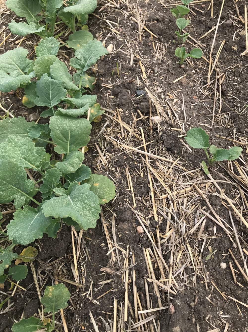 Plant density was low in some areas. The plants in these patchy regions were also much smaller than those in the rest of the field.