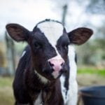 Electrolyte products can help calves get through stress periods by maintaining fluid balance, stimulating appetite, and maintaining immune function.