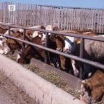 Direct shipping usually delivers healthier cattle to the feedlot.