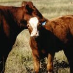 cow and calf on pasture