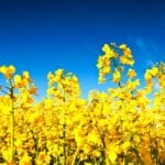 BASF plans to continue investment and even expand its focus on canola R&D.