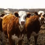 The goal of the Livestock Welfare Engagement Project is to look at animal welfare in Alberta’s livestock industry.